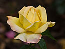 Жёлтая роза Глория Дей (Gloria Dei). 
Размер: 700x944. 
Размер файла: 415.54 КБ