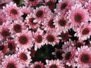 Flowers of chrysanthemums Target. 
Size: 700x525. 
File size: 521,85 KB