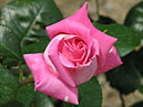 Расцветающая роза Климентина селекции НБС. 
Размер: 700x545. 
Размер файла: 352.94 КБ