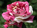 Малиновая роза Пёстрая Фантазия с белыми вставками. 
Размер: 700x903. 
Размер файла: 443.10 КБ