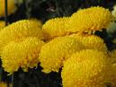 Chrysanthemums Tiger Yellow with a flying bee. 
Size: 700x525. 
File size: 382,60 KB