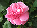 Цветок розовой розы из Никитского сада. 
Размер: 700x532. 
Размер файла: 361.98 КБ