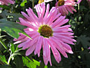 Chrysanthemum Rozovaya Ulibka (translation from Russian - Pink Smile) of NBG selection. 
Size: 700x539. 
File size: 425,76 KB