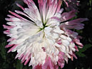 Chrysanthemums Noktyurn (translation from Russian - Nocturne) - garden variety. 
Size: 700x910. 
File size: 590,54 KB