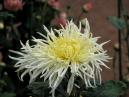 White chrysanthemum with long thin petals. 
Size: 700x525. 
File size: 357,44 KB