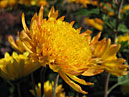 Yellow chrysanthemum Require finishes blooming. 
Size: 700x535. 
File size: 334,57 KB