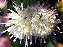 White and pink chrysanthemums Vesuvius. 
Size: 700x528. 
File size: 378,21 KB