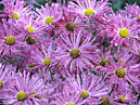 Lilac chrysanthemums Indiana of NBG selection. 
Size: 700x525. 
File size: 511,29 KB