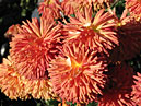 Three chrysanthemums Osenniy Motiv (translation from Russian - Autumn Tune). 
Size: 700x525. 
File size: 469,03 KB