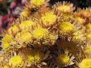 Chrysanthemums cease blooming in Nikitsky Garden. 
Size: 700x516. 
File size: 471,50 KB