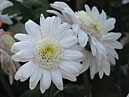 Chrysanthemums Reagan White. 
Size: 700x525. 
File size: 317,61 KB