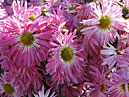 Chrysanthemums Etna finish blooming. 
Size: 700x462. 
File size: 465,76 KB