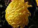 Chrysanthemums Apelsinoviy Shar (translation from Russian - Orange Ball) in the end of season. 
Size: 700x949. 
File size: 561,30 KB