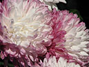 White chrysanthemums Excel. 
Size: 700x525. 
File size: 392,07 KB