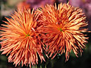 Two chrysanthemums Westland Bronze. 
Size: 700x525. 
File size: 488,69 KB