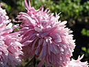 Chrysanthemum Snegom Pokrytyi Kamen Terrasy (translation from Chinese - Terrace Stone Covered With Snow). 
Size: 700x525. 
File size: 407,92 KB