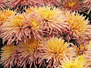 German chrysanthemums Enzett Dilana Rosa. 
Size: 700x516. 
File size: 518,41 KB