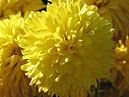 Chrysanthemum Yantarnaya Lady (translation from Russian - Amber Lady) finishes blooming. 
Size: 700x933. 
File size: 550,74 KB