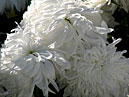 White chrysanthemums Sterling. 
Size: 700x825. 
File size: 496,11 KB