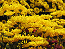 Yellow chrysanthemums Seashell. 
Size: 700x525. 
File size: 503,99 KB