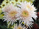 Chrysanthemums Diva (translation from Russian - Diwa) of Nikitsky botanical garden selection. 
Size: 700x527. 
File size: 489,97 KB