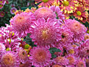 Chrysanthemums Terpsichore of Russian selection. 
Size: 700x513. 
File size: 544,32 KB