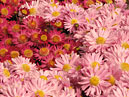 Pink and red dwarf chrysanthemums. 
Size: 700x525. 
File size: 475,24 KB