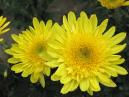 Two yellow chrysanthemums Require after an autumn shower. 
Size: 700x525. 
File size: 384,18 KB