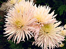 Chrysanthemums Dalystar start blooming. 
Size: 700x569. 
File size: 517,85 KB