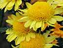 Chrysanthemums Inga with dew-drops. 
Size: 700x933. 
File size: 717,39 KB