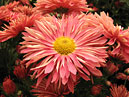 Pale-red chrysanthemum from NBG collection. 
Size: 700x541. 
File size: 459,35 KB