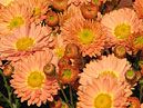 Chrysanthemum Art Deco of Russian selection. 
Size: 700x883. 
File size: 744,82 KB