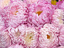 Pink chrysanthemums Parad (translation from Russian - Parade). 
Size: 700x525. 
File size: 538,12 KB