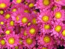 Bright chrysanthemums with yellow centers 
Size: 700x525. 
File size: 521,83 KB