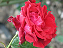 Плетистая роза Грандесса (Grandessa). 
Размер: 700x885. 
Размер файла: 580.49 КБ