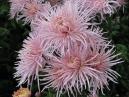 A bunch of chrysanthemums Raionnant Pink. 
Size: 700x525. 
File size: 432,89 KB