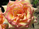 Цветок розы Эмбиэнс (Ambiance) крупным планом. 
Размер: 700x525. 
Размер файла: 389.65 КБ