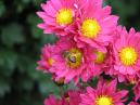 Цветы розовой хризантемы с пчелой. 
Размер: 700x525. 
Размер файла: 391.51 КБ