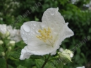 Цветок жасмина после дождя 
Размер: 700x525. 
Размер файла: 102.00 КБ
