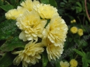 Гроздь цветов жёлтой розы 
Размер: 700x525. 
Размер файла: 145.80 КБ