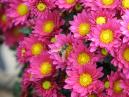 Пчела на цветке  темно-розовой хризантемы. 
Размер: 700x525. 
Размер файла: 449.87 КБ