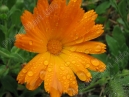 Цветок календулы в дождевых каплях 
Размер: 700x525. 
Размер файла: 130.67 КБ