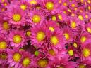 Flower composition of purple chrysanthemums. 
Size: 700x525. 
File size: 525,46 KB