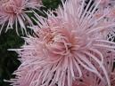 Chrysanthemum Raionnant Pink close-up. 
Size: 700x525. 
File size: 402,36 KB