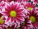 Red-white chrysanthemums Two Tone Pink. Close-up. 
Size: 700x525. 
File size: 456,21 KB