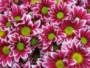 Chrysanthemums Two Tone Pink of red and white colors. 
Size: 700x525. 
File size: 541,92 KB