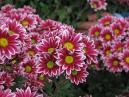 A cluster of red-white chrysanthemums Two Tone Pink. 
Size: 700x525. 
File size: 454,09 KB