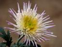 Chrysanthemum Annecy White. 
Size: 700x525. 
File size: 392,45 KB