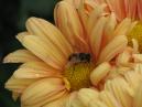 A bee on a flower of  chrysanthemum Dramatic. 
Size: 700x525. 
File size: 341,24 KB