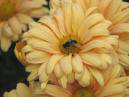 Pale-orange chrysanthemum Dramatic. 
Size: 700x525. 
File size: 354,98 KB